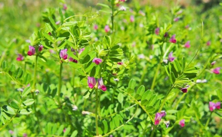 カラスノエンドウは雑草の除草剤で駆除できます！使い方のポイント