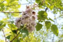 あっという間に大きく！生命力の強い桐の木の伐採は根の処理まで