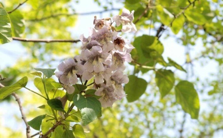 あっという間に大きく！生命力の強い桐の木の伐採は根の処理まで