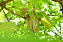 アケビの剪定時期・方法を解説！おいしい実を収穫するための栽培方法