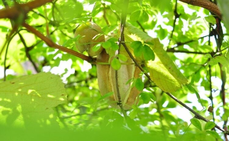 アケビの剪定時期・方法を解説！おいしい実を収穫するための栽培方法