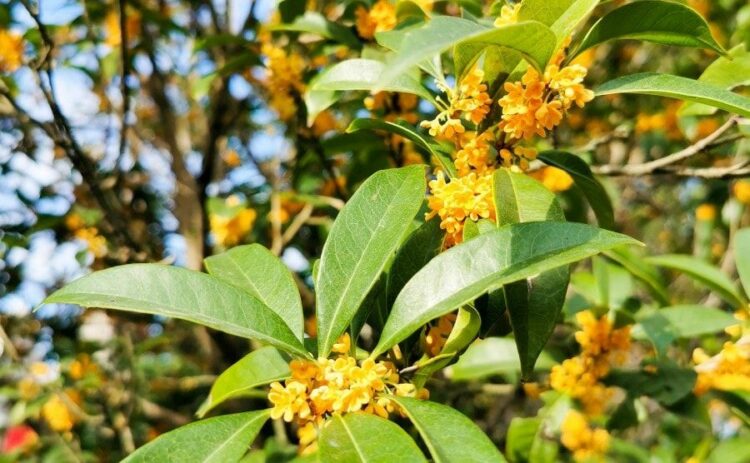 キンモクセイの抜根方法を解説！自力で抜根が難しい場合の方法も