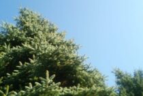 もみの木の剪定を解説！剪定時期と手順・業者に依頼する際のポイント