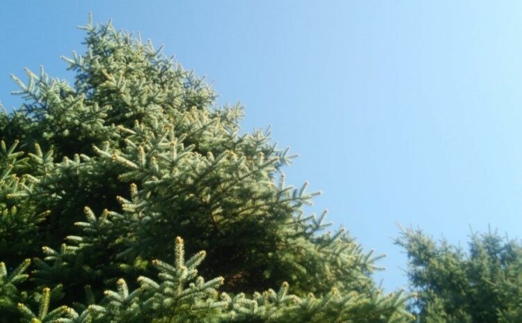 もみの木の剪定を解説！剪定時期と手順・業者に依頼する際のポイント