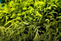 ヒバの木の伐採方法を解説！大きい庭木が枯れたときは早急な対応を