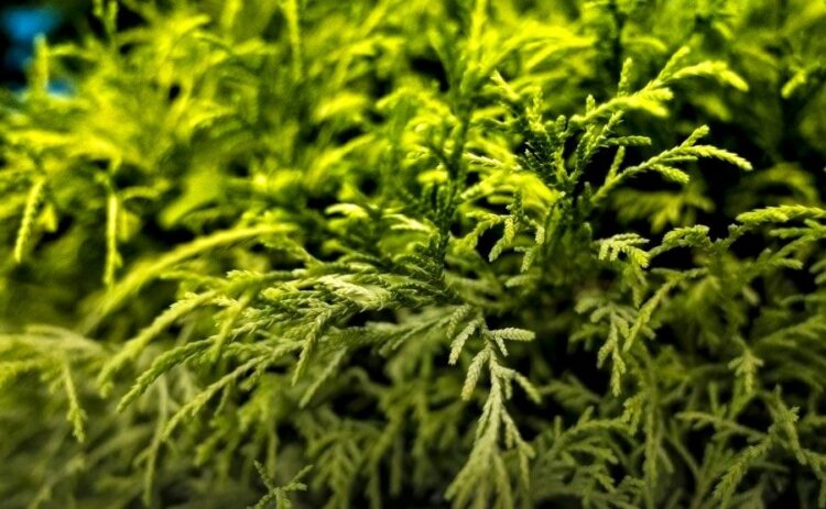 ヒバの木の伐採方法を解説！大きい庭木が枯れたときは早急な対応を