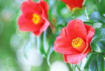 椿の木を切る時期は？剪定の手順、椿を伐採すべきケースや費用も解説