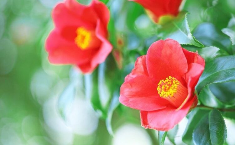 椿の木を切る時期は？剪定の手順、椿を伐採すべきケースや費用も解説