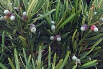 【まきの木の伐採】伸び放題にするリスクと伐採・抜根にかかる費用！