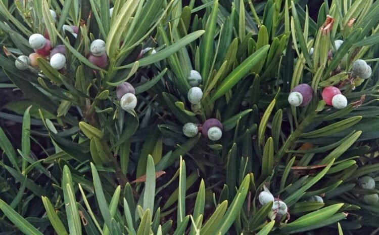 【まきの木の伐採】伸び放題にするリスクと伐採・抜根にかかる費用！