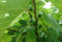 いちじくの木の伐採は自分？業者？判断基準やそれぞれの流れをご紹介