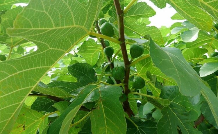 いちじくの木の伐採は自分？業者？判断基準やそれぞれの流れをご紹介