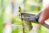 整枝について詳しく解説します！剪定との違いはあるのかについても