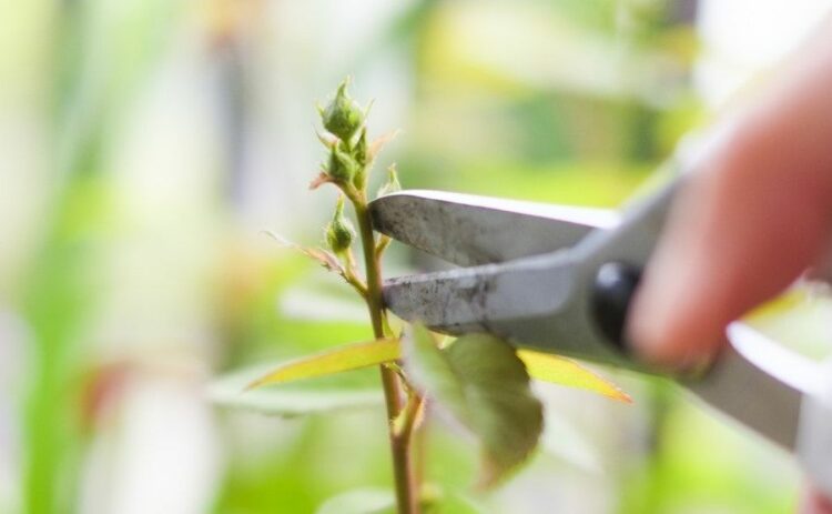 整枝について詳しく解説します！剪定との違いはあるのかについても