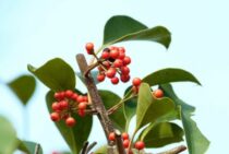 もちの木の伐採を依頼すると費用は？維持管理方法もあわせて解説