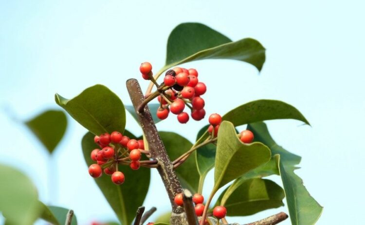 もちの木の伐採を依頼すると費用は？維持管理方法もあわせて解説