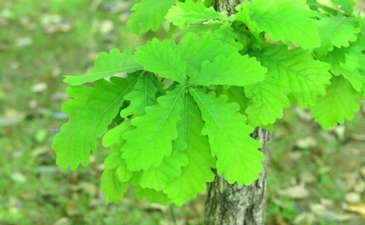 柏の木の剪定時期は秋～春！庭木として魅力を活かす剪定方法と育て方