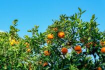 みかんの木の伐採は難しい？自分でできる作業レベルを確認しよう