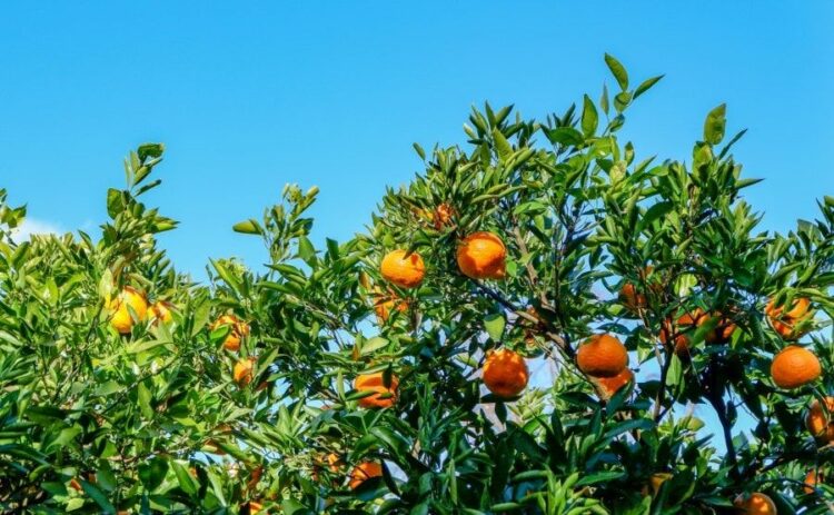 みかんの木の伐採は難しい？自分でできる作業レベルを確認しよう