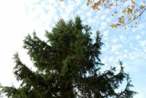 もみの木の伐採は業者に任せたほうが安心！自分で伐採する際の手順も