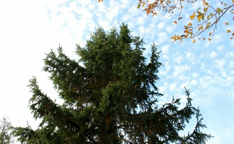 もみの木の伐採は業者に任せたほうが安心！自分で伐採する際の手順も