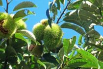 栗の木の伐採費用の相場！抜根作業や費用が高くなるケースについて