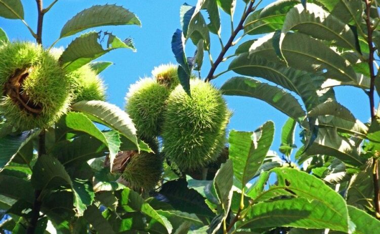 栗の木の伐採費用の相場！抜根作業や費用が高くなるケースについて