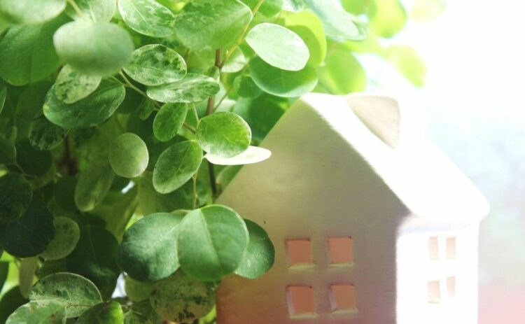 隣の木の枝を伐採するのはNG！法律で決まっている隣の木の枝の対処法