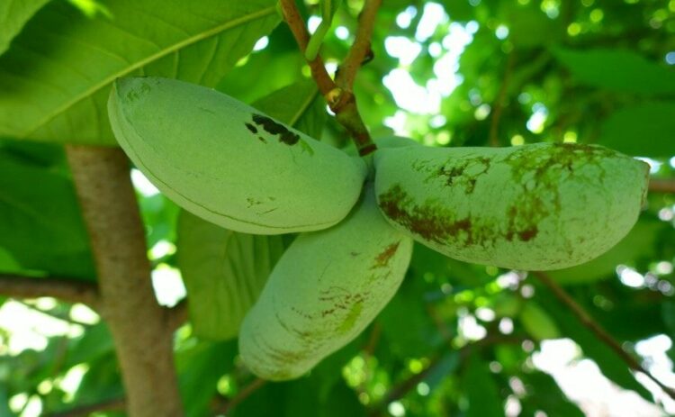 ポポーの剪定は落葉期におこなおう！ポポーの実を収穫するコツも紹介