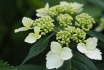 ヤマアジサイの剪定は年2回！基本のお手入れ・楽しみ方もご紹介！