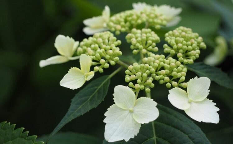 ヤマアジサイの剪定は年2回！基本のお手入れ・楽しみ方もご紹介！