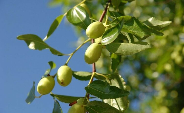 ナツメの剪定は落葉期が最適！たくさんの実を収穫する栽培方法を解説