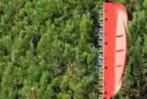 刈り込みは「生垣」に多く用いられる方法！普段のお手入れも解説