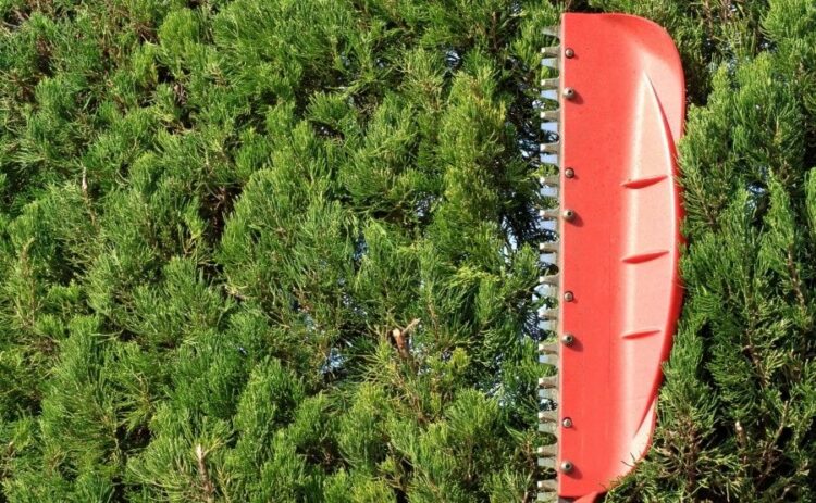 刈り込みは「生垣」に多く用いられる方法！普段のお手入れも解説