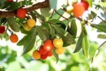 いちごの木に剪定は必要？庭木の生長に欠かせない剪定について解説