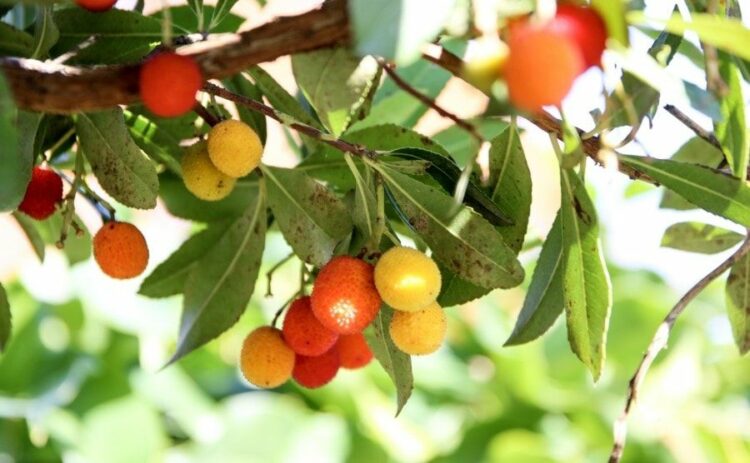 いちごの木に剪定は必要？庭木の生長に欠かせない剪定について解説