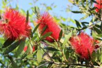 ブラシの木の剪定時期・方法とは？元気に育てるためのお手入れ方法も