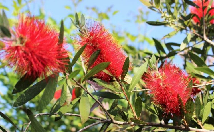 ブラシの木の剪定時期・方法とは？元気に育てるためのお手入れ方法も