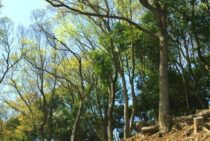 特殊伐採は【林業のプロ】だけができる難作業！費用の決まり方も解説