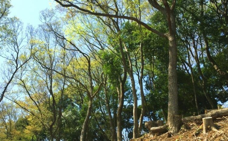 特殊伐採は【林業のプロ】だけができる難作業！費用の決まり方も解説