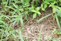 草刈りは「単価×広さ」で費用が決まる！納得の作業料金に必要な知識