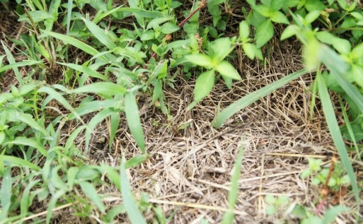 草刈りは「単価×広さ」で費用が決まる！納得の作業料金に必要な知識