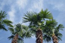 シュロの木はヤシの仲間！伸びすぎてしまったら剪定より伐採を