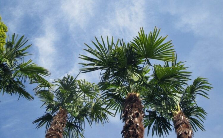 シュロの木はヤシの仲間！伸びすぎてしまったら剪定より伐採を