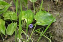 コナギの除草は適切な時期に除草剤を使う！事前準備も忘れずに