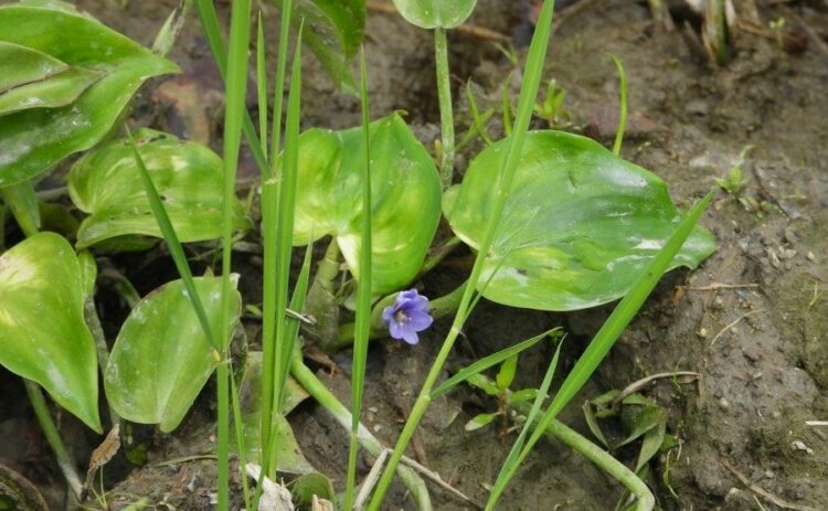 コナギの除草は適切な時期に除草剤を使う！事前準備も忘れずに