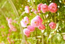 つるバラは冬に剪定しながら誘引を！一番ベストな時期は？寒さ対策も