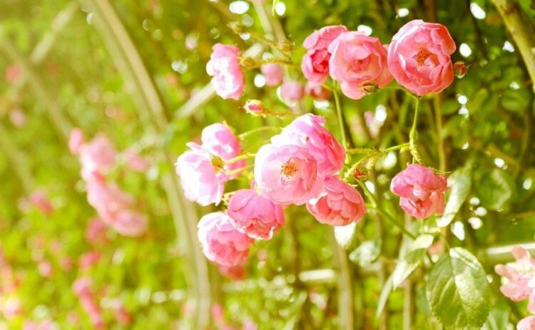 つるバラは冬に剪定しながら誘引を！一番ベストな時期は？寒さ対策も