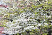 ハナミズキの伐採は本当に必要？小さくするなら剪定という選択肢も！