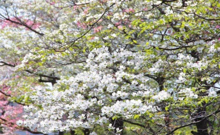 ハナミズキの伐採は本当に必要？小さくするなら剪定という選択肢も！